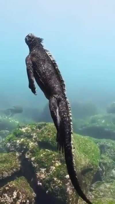 Gojira (ゴジラ)
