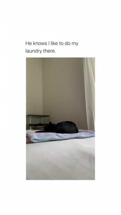Rip Kitty