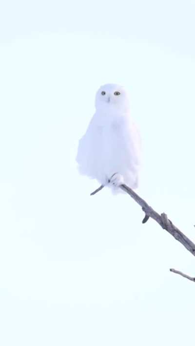 Snow Owl