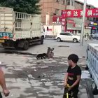 Monkey steals dogs bicycle.