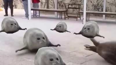 What the seals doin?