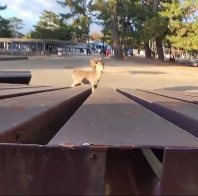 Oh deer…
