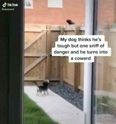 why do small dogs always do this?