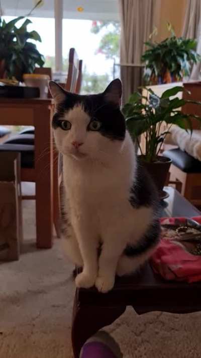 Shouty mouth wants lunch