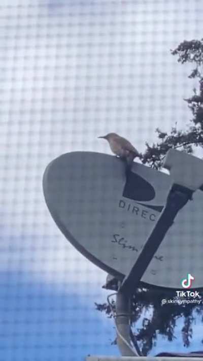 This fucking woodpecker