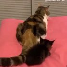 The kitten looks so confused 😂
