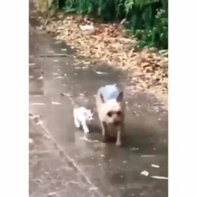Pup finds a stray kitten, adopts it, and gently leads it home