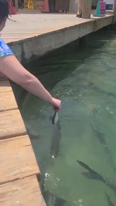 Handfeeding tarpon at Robbins in FL keys 