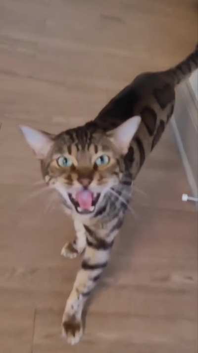 He won't stop meowing.....