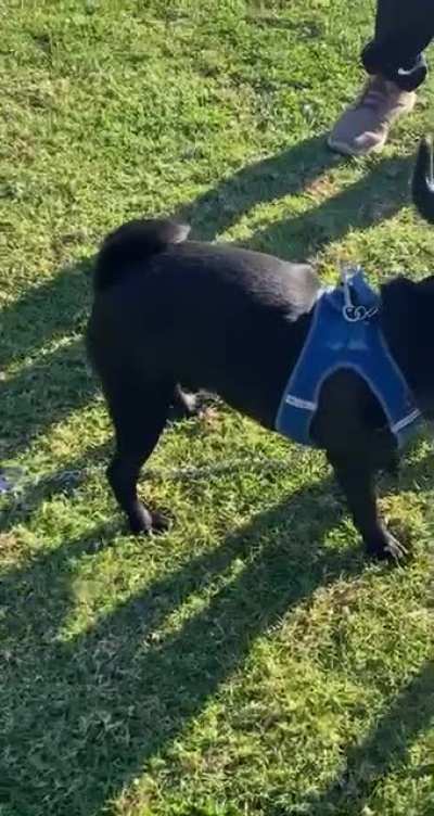 Friend’s dog meeting my dog