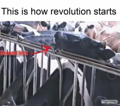 who let the cows out