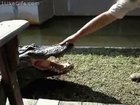 HMB while I stick my hand in this crocs mouth