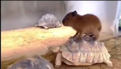 Taxi for capybara