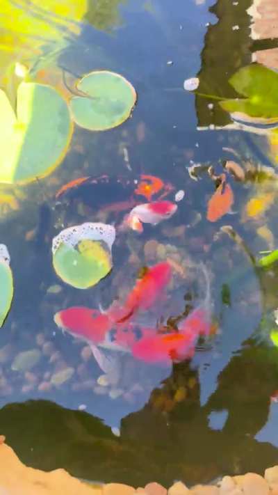 Too small for my koi?