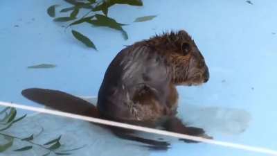 TinY bEaVeR wiTh BoDy IsSues, ReAliZeS He iS bEiNg WaTcHed bAtHiNg. SliNkS oFf iN hOrRoR!!!