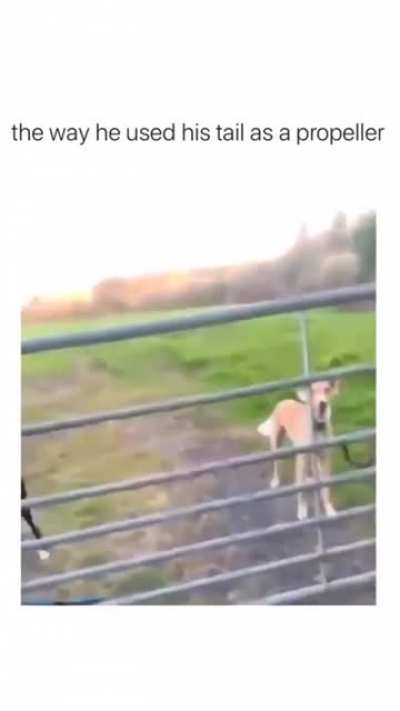 This dog must have been playing Sonic the hedgehog 2. we have a new 