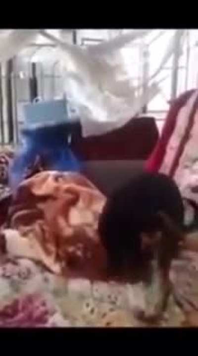 what the dog doin'