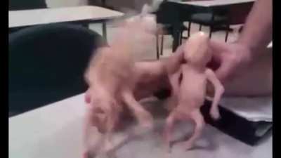 cursed_fetuses