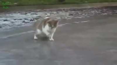 Cat is startled by the ice