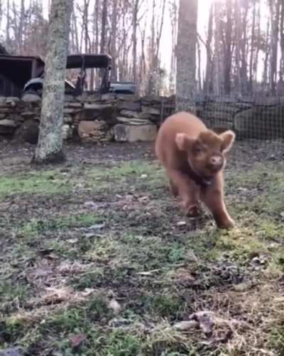 Fluffy calf feeling extra frolicky