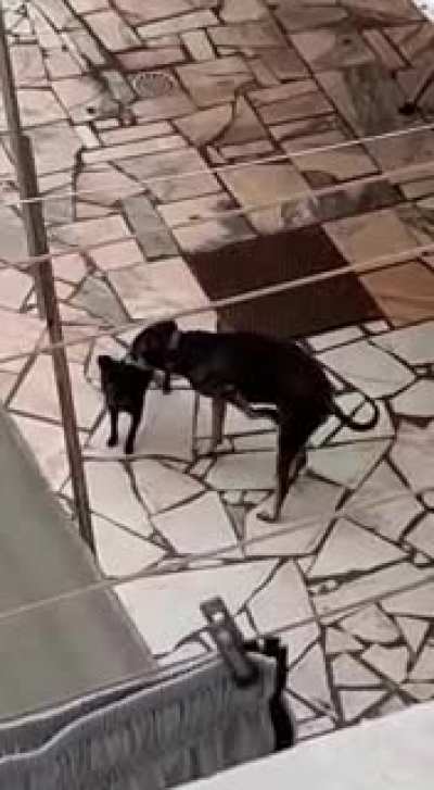 A helping paw