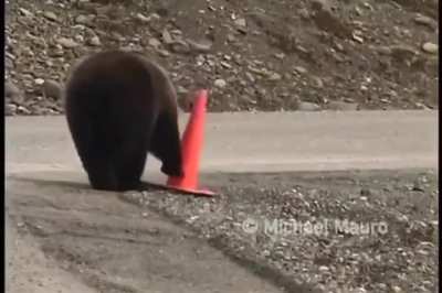 Reversed bear