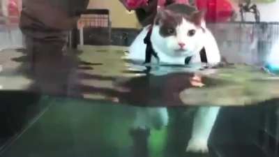 Кот идёт