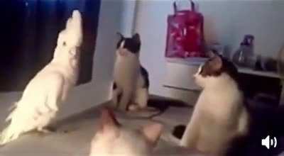 I’m one of you meow!