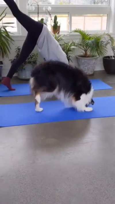 Fitty dog