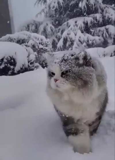 Majestic kitty