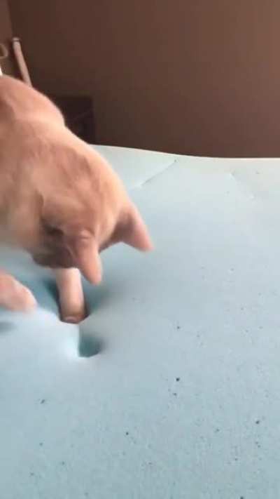 WTF
