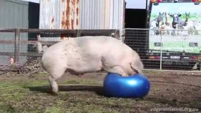 To play with a ball.