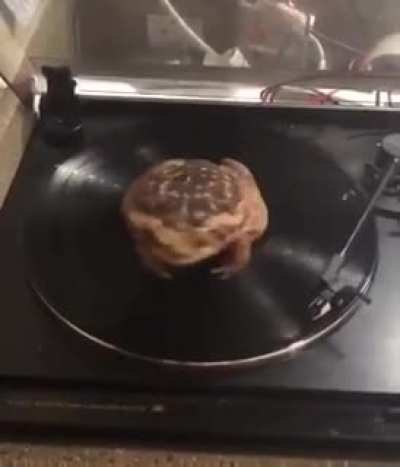 frog