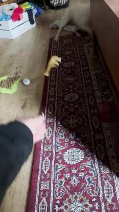 WHAT is it?!