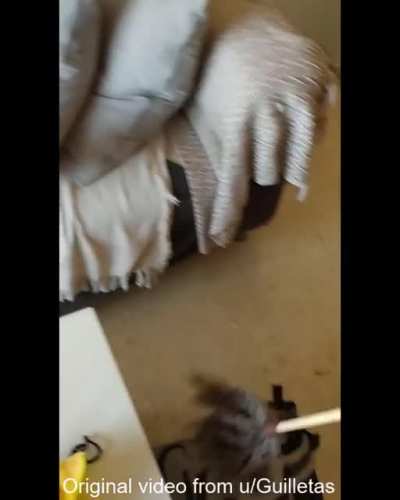 Cat attack