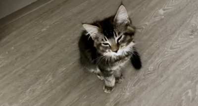Mr. Pickles is working on his yell and looks forward to being a productive member of this community.
