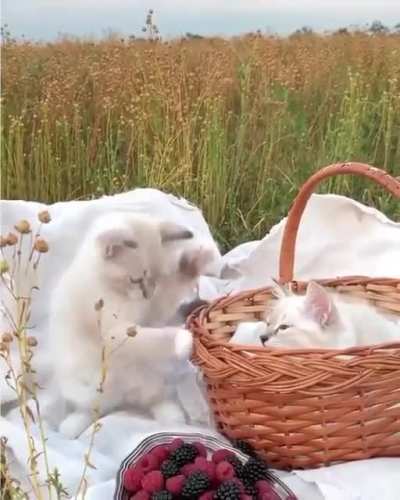 This is so adorable