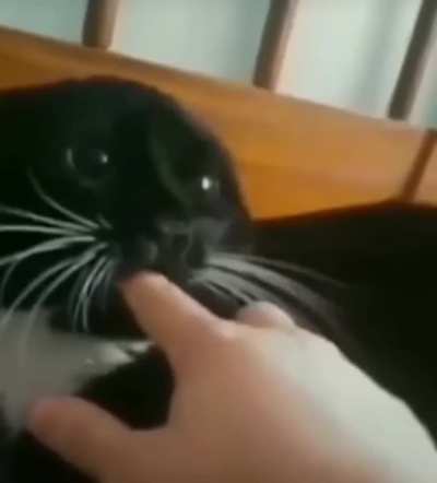Nom nom nom