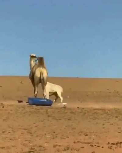 Camel bites the F out of an Ass