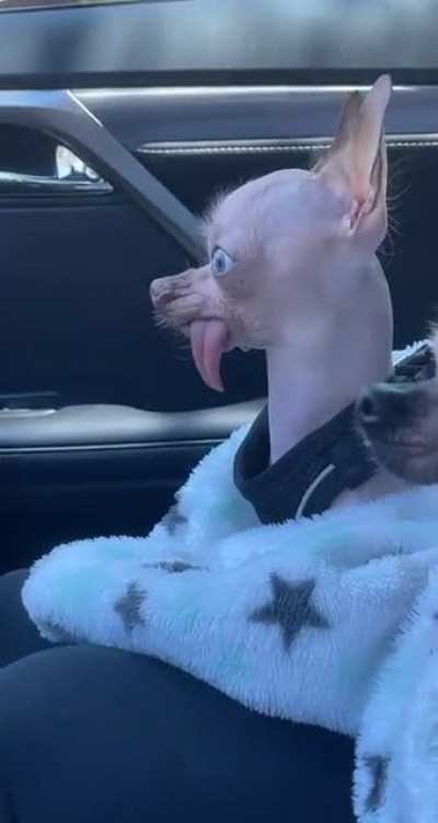 Smeagle