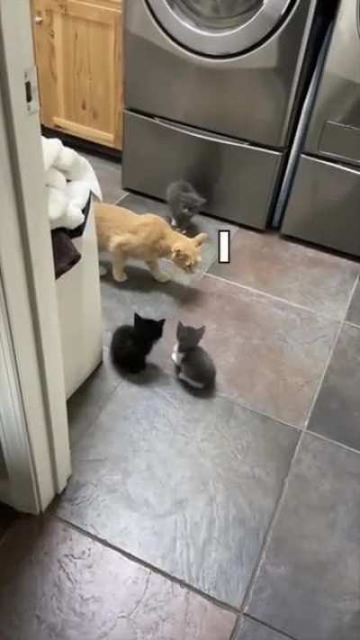 Through the Kitten Gauntlet