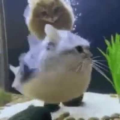 você gostaria de ser esse peixe gato?