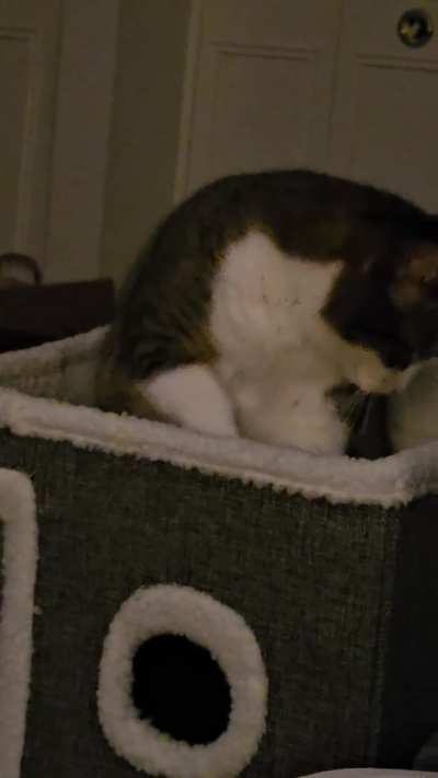 Tinker's TV time!