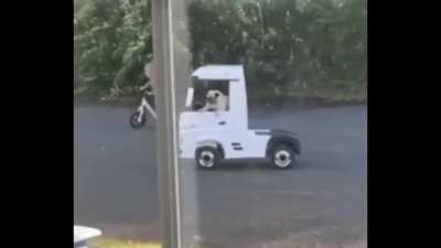 dog motorista