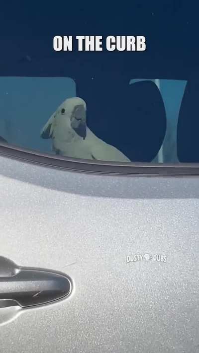 Awesome cockatoo!