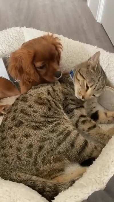 doggo and kitty!!!