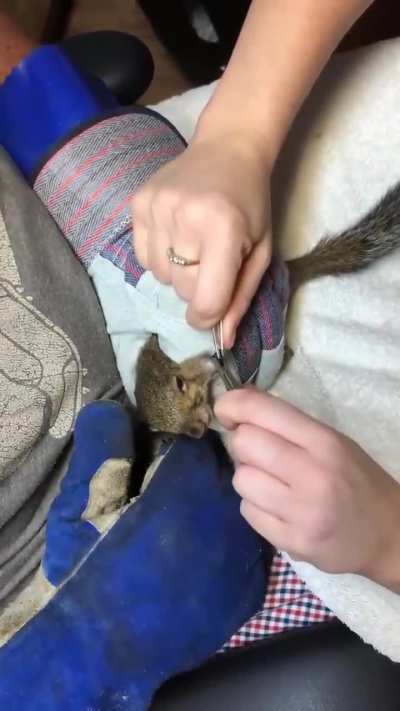 Evil woman implants botfly larva in squirrel while henchman holds it down