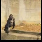 See See 🦍