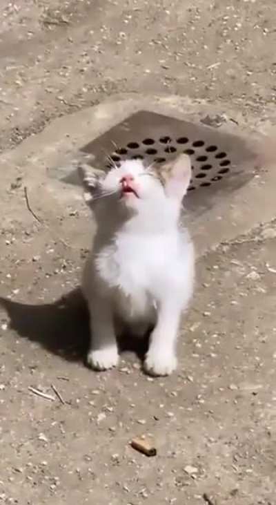I found this kitten on the street yesterday, he was looking at the sun and basking