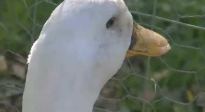Duck